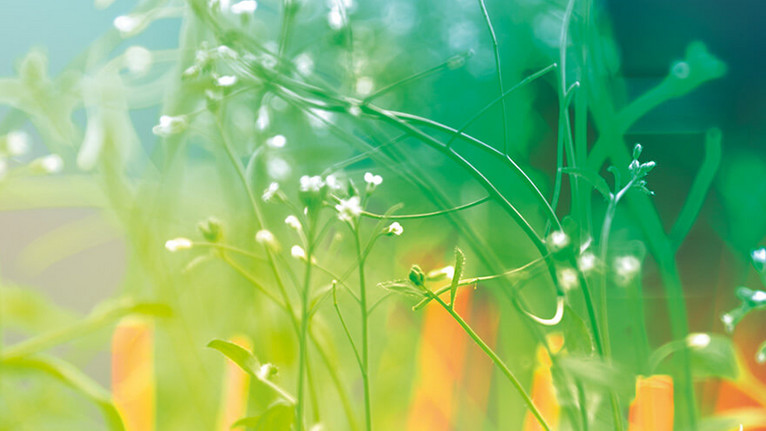fitosafe - How to optimise the growth of your plants with airflow routeing fitosafe