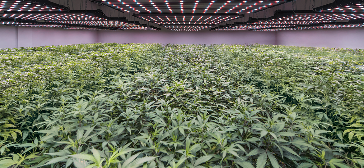精确定义条件，确保植物最佳生长